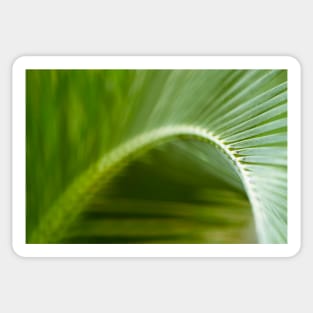 Palm Leaf Sticker